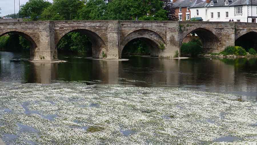 EnviroCourt: Law firm to seek compensation for River Wye pollution